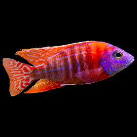 Aulonocara stuartgranti Red Rubin 7-9cm - Full Colors Selection