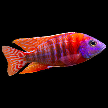 Aulonocara stuartgranti Red Rubin 7-9cm - Full Colors Selection