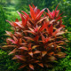 Alternanthera reineckii Purple Premium - Plante aquarium colorée pourpre