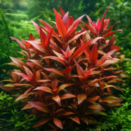 Alternanthera reineckii Purple Premium - Plante aquarium colorée pourpre