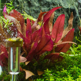 Alternanthera reineckii Pink Premium - plante rouge aquarium aux feuilles rose-rouge intenses