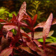 Alternanthera sessilis var. rubra Premium - plante rouge aquarium au feuillage intégralement rouge