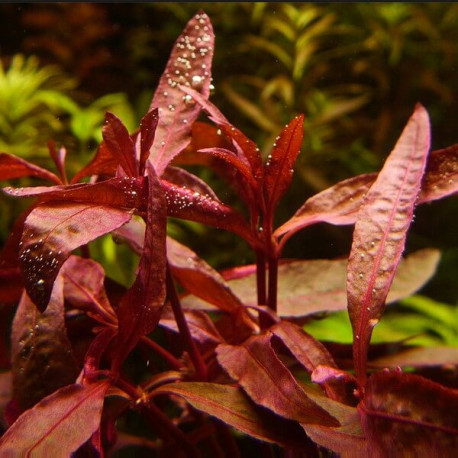 Alternanthera sessilis var. rubra Premium - plante rouge aquarium au feuillage intégralement rouge