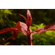 Alternanthera rubra en aquarium planté - feuilles rouge carmin en aquascaping