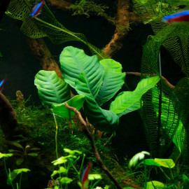 Anubias barteri Coffeefolia Premium - plante aquarium feuillage gaufré