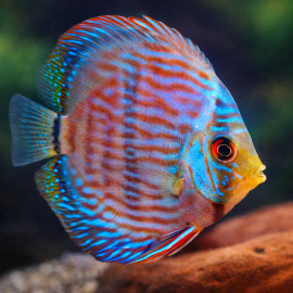 Discus Discus Heckel Rio Negro Blue Face XL-XXL