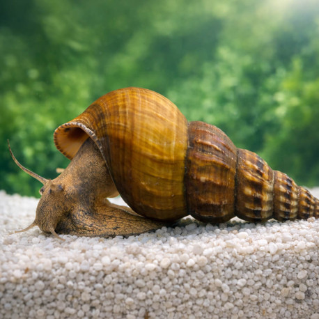 Brotia herculea escargot géant d'eau douce sur substrat en aquarium tropical