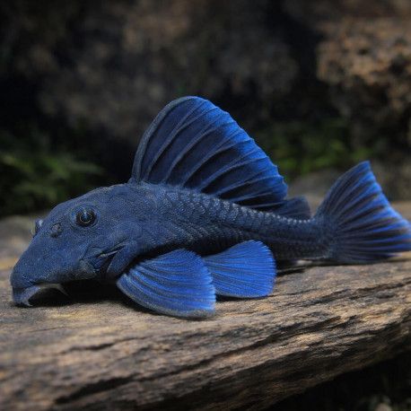 Baryancistrus beggini L239  S-M (Sauvage - Colombie)