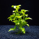 Alternanthera bettzickiana verte - Plante d'aquarium compacte en pot de 5 cm