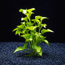 Alternanthera bettzickiana verte - Plante d'aquarium compacte en pot de 5 cm