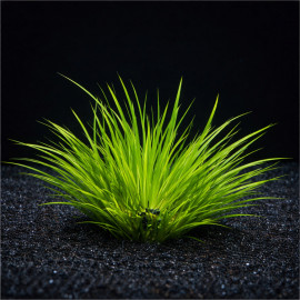 Acorus gramineus Pusillus en pot - plante compacte de premier plan pour aquarium et paludarium