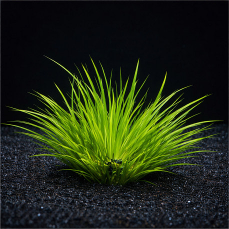 Acorus gramineus Pusillus en pot - plante compacte de premier plan pour aquarium et paludarium