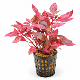 Alternanthera cardinalis Variegata - plante rouge nervurée pour aquarium en pot standard