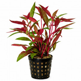 Alternanthera reineckii rosaefolia - plante rouge pour aquarium en pot standard