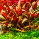 Alternanthera reineckii Mini - plante rouge compacte aquarium premier plan