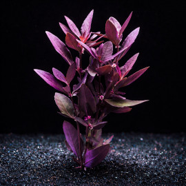 Alternanthera sessilis - plante rouge aquarium aux feuilles orangées et rouge vif, format pot standard