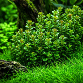 Ammania sp. Bonsai feuillage détail teintes orangées aquarium planté