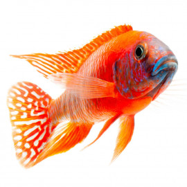 Aulonocara rubencens 10-12cm - Full Colors Selection