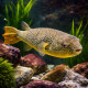 Tetraodon mbu Qualite AAA - 8-12 cm - Grand poufre d'eau douce