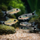 Corydoras hastatus en banc, Corydoras nain Pygmy Cory nageant en pleine eau - Aquaplante