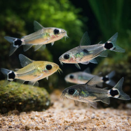 Corydoras hastatus en banc, Corydoras nain Pygmy Cory nageant en pleine eau - Aquaplante