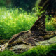 Loricaria sp. Atabapo, Crying Whiptail, poisson-fouet pleureur du Rio Atabapo - Aquaplante