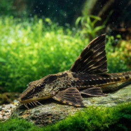 Loricaria sp. Atabapo, Crying Whiptail, poisson-fouet pleureur du Rio Atabapo - Aquaplante