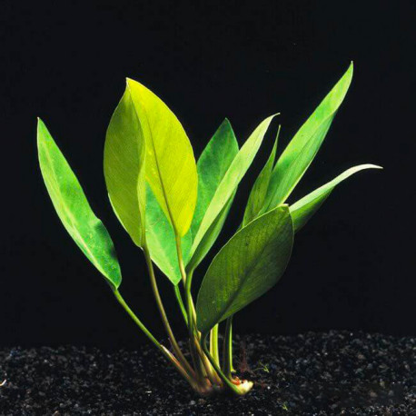 Anubias congensis — plante d'aquarium facile aux longues feuilles lancéolées vertes