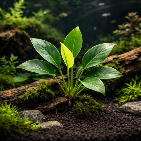 Anubias congensis plante d'aquarium facile grandes feuilles vertes allongées