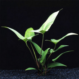 Anubias hastifolia en pot — grande plante d'aquarium africaine aux feuilles en lance — Aquaplante