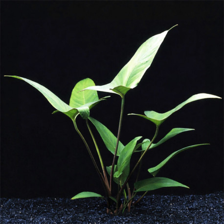 Anubias hastifolia en pot — grande plante d'aquarium africaine aux feuilles en lance — Aquaplante