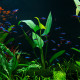 Anubias barteri var. gracilis Premium - plante aquarium africaine feuilles triangulaires élancées sur racine aquascaping