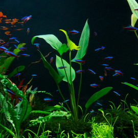 Anubias barteri var. gracilis Premium - plante aquarium africaine feuilles triangulaires élancées sur racine aquascaping
