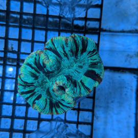 Trachyphyllia geoffroyi striped orange/green  -  Corail dur à grands polypes LPS