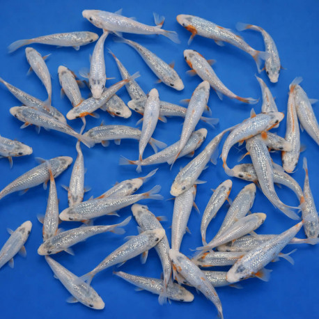 Ginrin Asagi Tosai 15-18cm — Tanaka Koi Farm Kojirakura, Tokamachi Japon — achat koi japonais