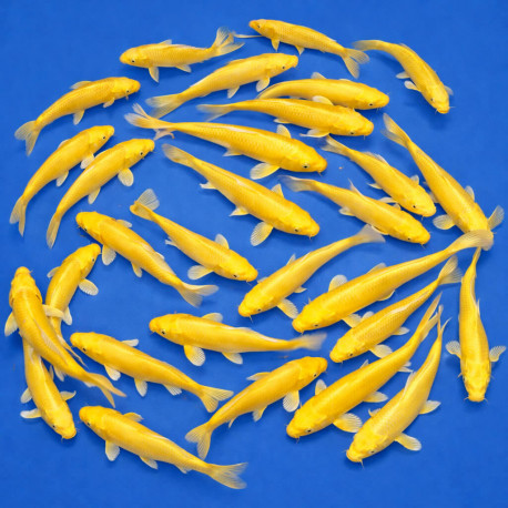 Yamabuki Ogon Nisai 23-28cm — Marusei Koi Farm Kawaguchi Nagaoka Japon — achat koi japonais