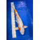 Kujaku Nanasai 52 cm — Ikarashi Ozumi — Nishikigoi Japon