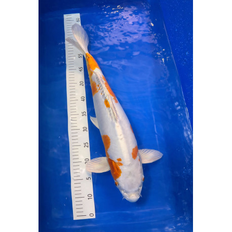 Kujaku Nanasai 52 cm — Ikarashi Ozumi — Nishikigoi Japon