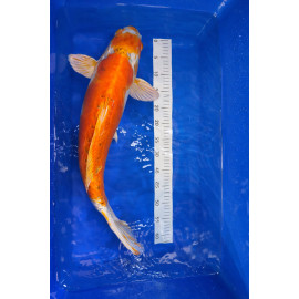 Kujaku Nanasai 63cm — Ozumi Ikarashi Koi Farm Nagaoka Niigata Japon — achat koi japonais