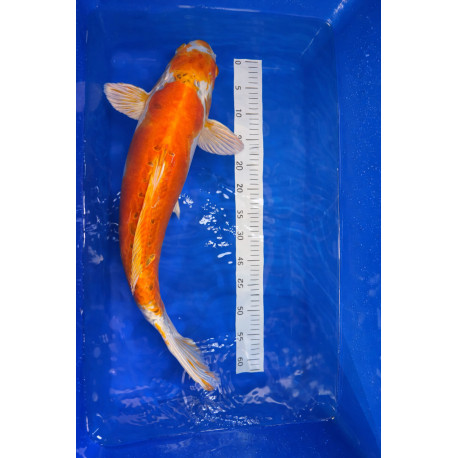 Kujaku Nanasai 63cm — Ozumi Ikarashi Koi Farm Nagaoka Niigata Japon — achat koi japonais