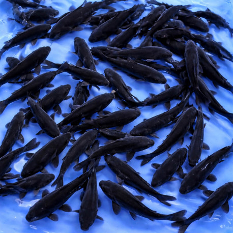 Karasugoi Tosai 10-15 cm — Yamaju Niigata Japon — achat koi japonais