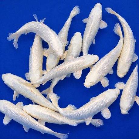 Platinum Ogon Nisai 30-35cm — Yamasan Kawaguchi Nagaoka Japon — achat koi japonais