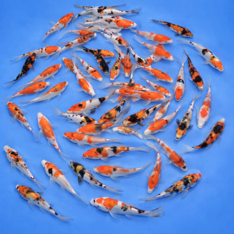 Doitsu Go Sanke Tosai 12-15cm — Shinoda Koi Farm Ojiya Niigata Japon — achat koi japonais