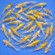 Doitsu Hariwake Tosai 12-15cm — Yamasan Koi Farm Kawaguchi Nagaoka Japon — achat koi japonais