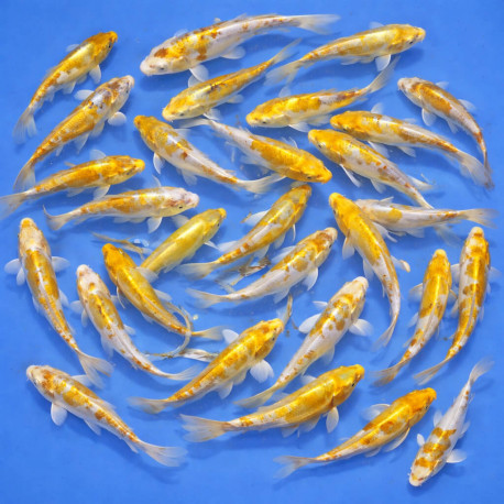 Doitsu Hariwake Tosai 12-15cm — Yamasan Koi Farm Kawaguchi Nagaoka Japon — achat koi japonais