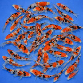 Taisho Sanke Tosai 15-18cm — Marudo Koi Farm Nagaoka Niigata Japon — achat koi japonais