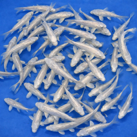 Platinum Ogon Tosai 11-14cm — Yamasan Koi Farm Kawaguchi Nagaoka Japon — achat koi japonais