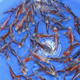Shusui Tosai 12-15cm — Yamaju Koi Farm Yamakoshi Nagaoka Japon — achat koi japonais