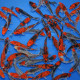 Goshiki Tosai 12-16cm — Kawakami Koi Farm Uragara Ojiya Niigata Japon — achat koi japonais