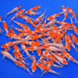 Kohaku Tosai 13-16cm — Hoshikin Koi Farm Sanbusho Ojiya Niigata Japon — achat koi japonais